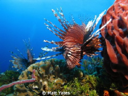 Lion fish by Matt Yates 